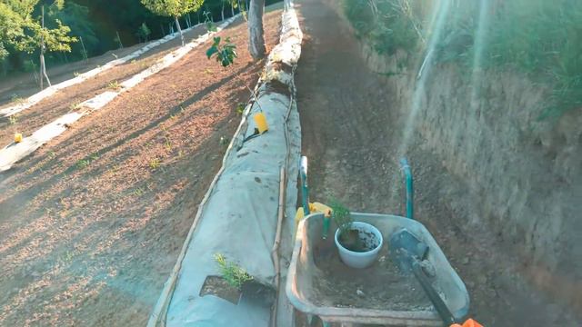 Садимо лаванду в саду. смотреть онлайн