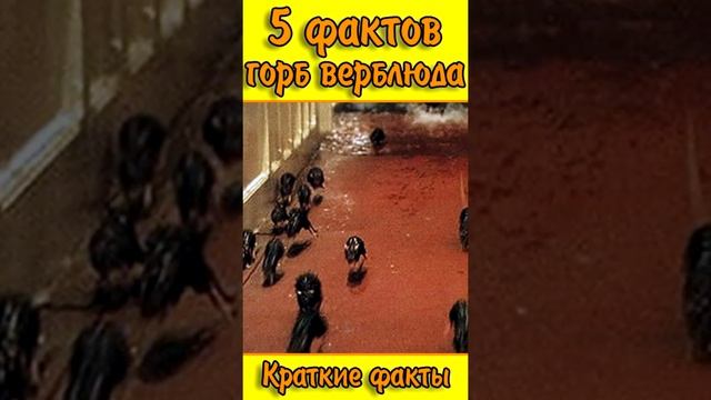 Что у верблюда в горбу? Почему крысы бегут с корабля? 5 фактов. Интересные факты про животных.