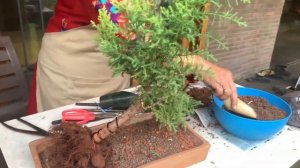 Basic Bonsai by Master of Bonsai Mrs. Suniti Deshmukh madam | gardening skills