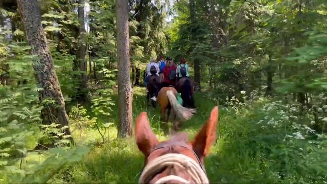 Прогулка верхом на лошадях по лесу. Московская область. 14 июня 2021 г. смотреть онлайн