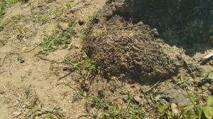 Прикорневой кап ,который не разрешили спилить.