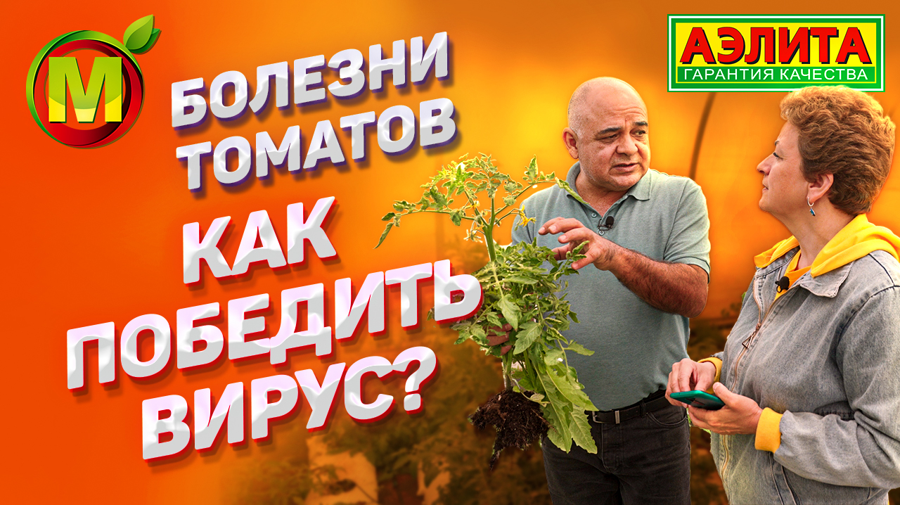 Болезни томатов. Причины скручивания листьев.
