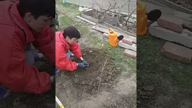 Посадка крыжовника черенком. #крыжовник #черенок #сажаемкрыжовник