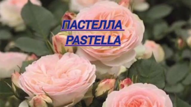 ТОП 10 потрясающих роз флорибунда / TOP 10 stunning floribunda roses