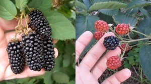 Первый урожай ежевики Натчез. Или не натчез