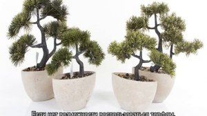 Семена бонсай — выращивание в домашних условиях