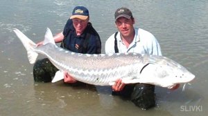 Самая крупная пойманная рыба белуга.