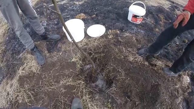 Липа - КОРОЛЕВА медоносов! Посади дерево! Сделай добро! смотреть онлайн