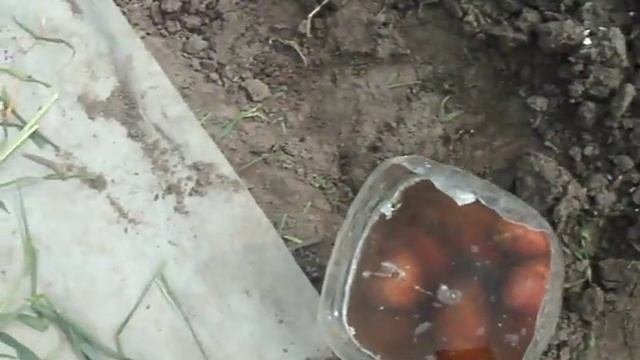 Картофель посажен после ржи.