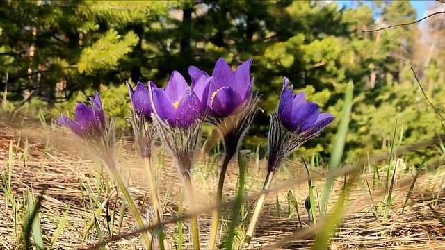 Подснежники смотреть онлайн