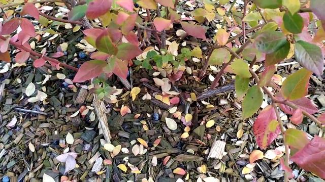 ОЧЕНЬ ВАЖНЫЙ МОМЕНТ В ВЫРАЩИВАНИИ ГОЛУБИКИ. ВСЕ О МУЛЬЧИРОВАНИИ. смотреть онлайн