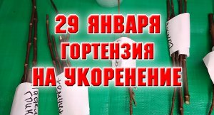 29 января. Ставлю веточки гортензии на укоренение