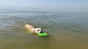 ВЛОГ: С СОБАКОЙ НА МОРЕ. ЛАБРАДОР И МОРЕ // VLOG: WITH A DOG AT THE SEA. LABRADOR RETRIEVER AND SEA