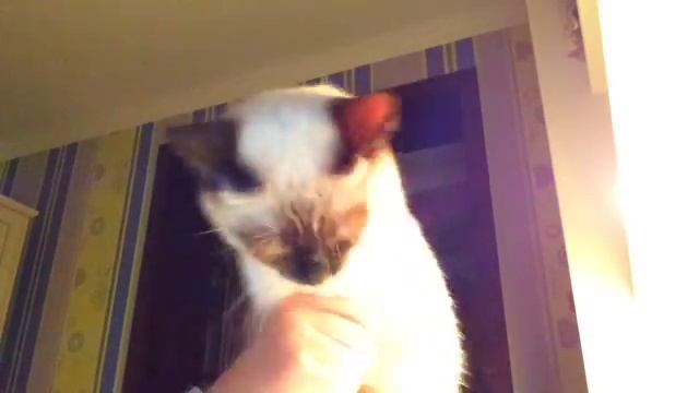 Кот танцует смотреть онлайн