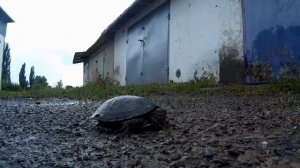 Черепаха | Turtle