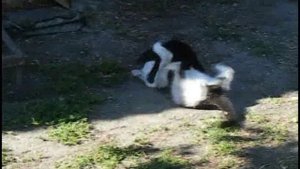 Бесстрашный котёнок