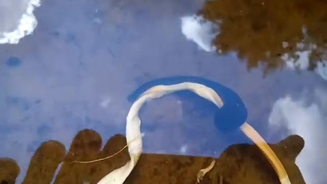 Пиявки ещё и сыр едят смотреть онлайн