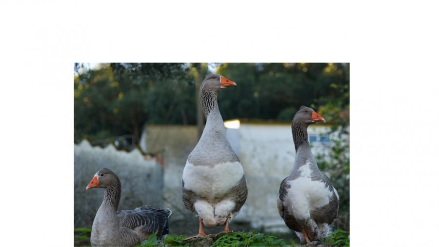 выводок гусей. утки в деревне. жизнь гусей. гусь делает кусь. жизнь гусей.
