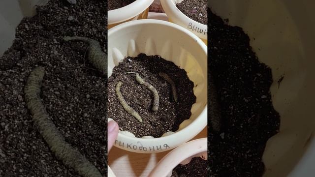 Посадка Ахименесов и Смитикодонии - часть 1.( 3 видео ) смотреть онлайн