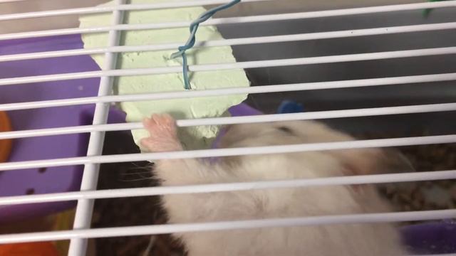 Шуша ест мел ! ( Спесыальный !) смотреть онлайн