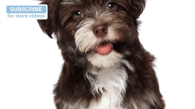 Relax Your Puppy - Relaxation Music for Dogs смотреть онлайн