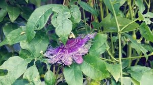 Moth 9/10/17 on passion flower 32501