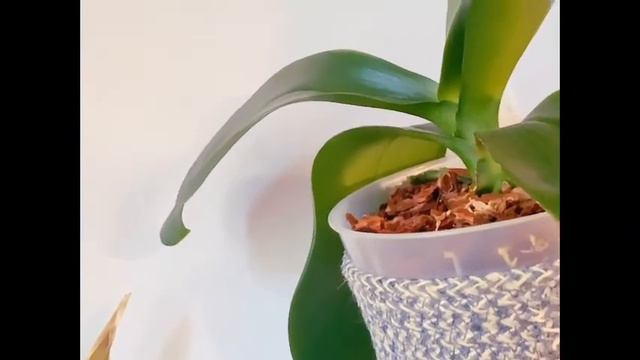 MAY 2021 HOUSEPLANT TOUR PART 1 May 2021 tour of houseplants. смотреть онлайн