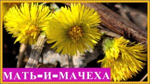 Мать-и-мачеха обыкновенная (Tussilago farfara L.). Описание, свойства,заготовка