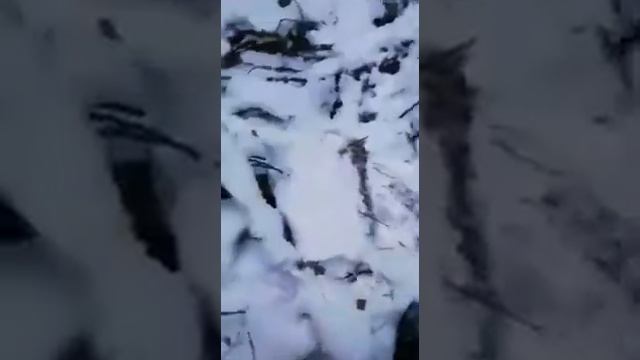 Волки вышли на охото смотреть онлайн