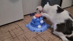 Котёнок Пух