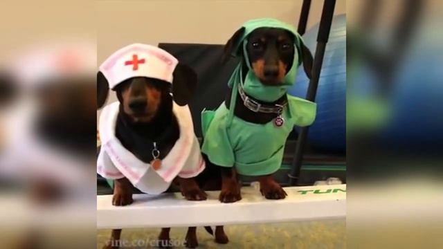 Такса описание породы! Все о породе собаки! смотреть онлайн