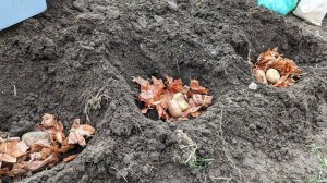 При посадке картофеля кладу это! Проволочник, парша, сухая гниль, альтернариоз - полностью исчезли.