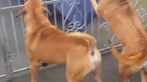 НЕАПОЛИТАНСКИЙ МАСТИФ ПРОТИВ БУЛЬМАСТИФА