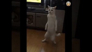 Смешные видео