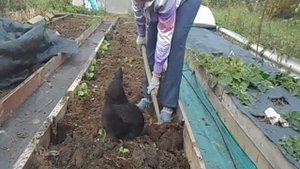 что лучше: культиватор ТОРНАДО, огородные вилы или лопата.