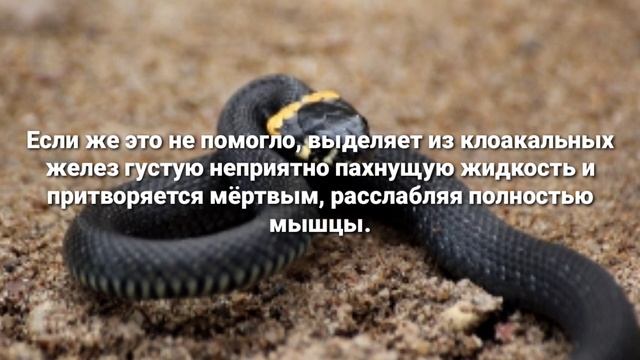 Уж обыкновенный | Natrix Natrix | Подробный рассказ и описание