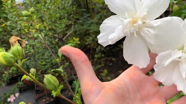 Обзор Гибискуса сирийского - Вайт Шифон (White Chiffon) 2021 г. | Кубаньсад смотреть онлайн