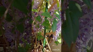 Выращиваем Глициню-Вистерию в Горшке