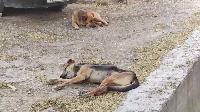 Проблема бродячих собак в Сахарной головке под Севастополем