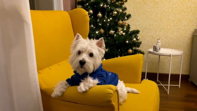 ВЕСТ ХАЙЛЕНД УАЙТ ТЕРЬЕР // ПЛЮСЫ ПОРОДЫ смотреть онлайн