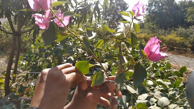 How To Shape Your Bougainvillea Plant смотреть онлайн