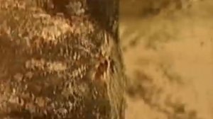 Чумной Форт