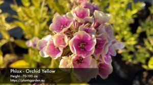 Phlox - Orchid Yellow 4K