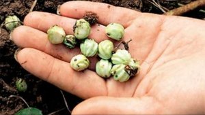 Настурция в вашем саду