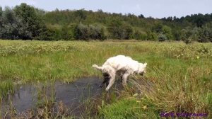 Belle Maremma runs in a puddle.Белль Маремма бегает в луже.