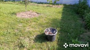 4-7 июня 2024 г. Опять покос. Потери. Новый урожай.