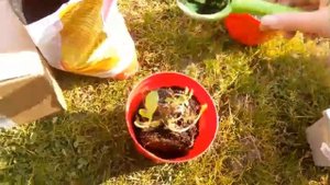 Как посадить крупнолистную ГОРТЕНЗИЮ Букет Роуз, Боденси осенью из  магазина Мой Сад