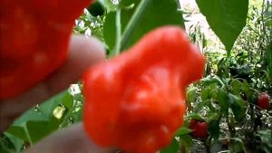 Перец Колокольчик