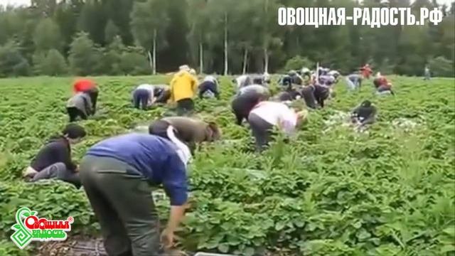 СБОР КЛУБНИКИ