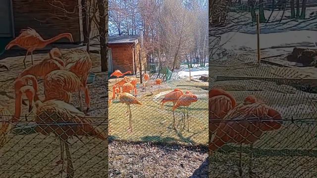 Красный фламинго в Новосибирском зоопарке.